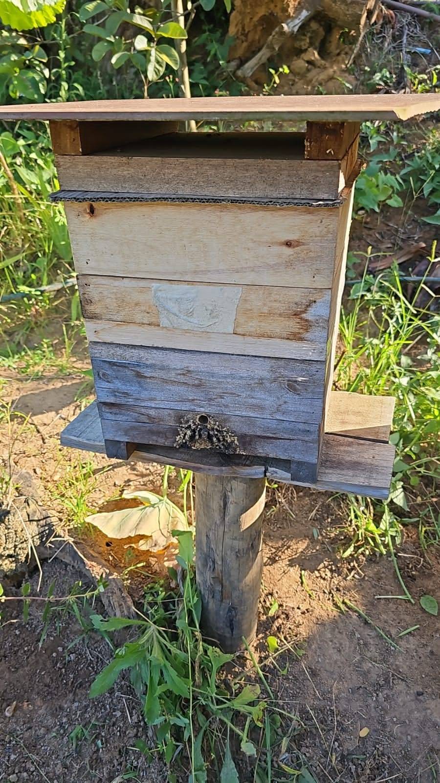 Caixa de madeira de abelhas sem ferrão apoiada sobre um toco de madeira em um quintal, com a entrada do ninho feita de cerume na frente