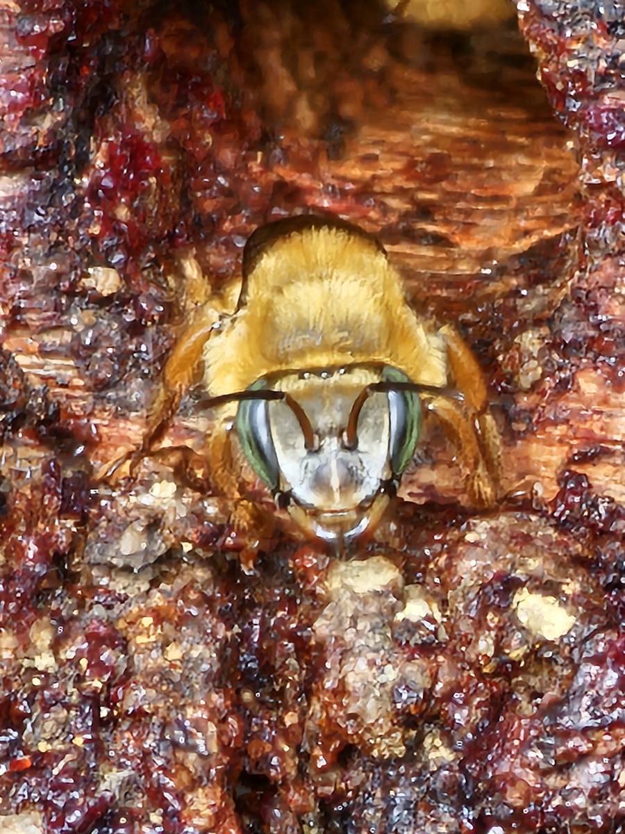 Close-up da cabeça de uma uruçu-amarela, com olhos esverdeados e face clara, sobre a resina acumulada na madeira da caixa